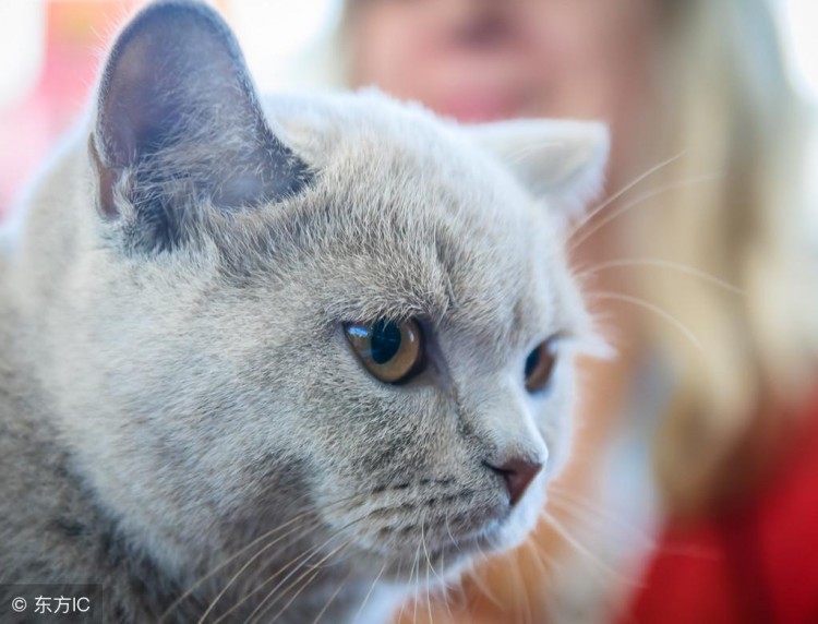 和宠物猫不一样，田园猫一秒钟扑倒麻雀，看的人大跌眼镜