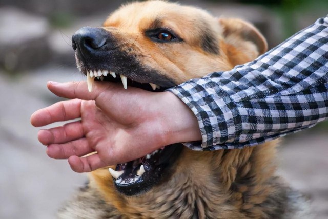 被“恶犬”咬住时，怎么做可以让它松口？