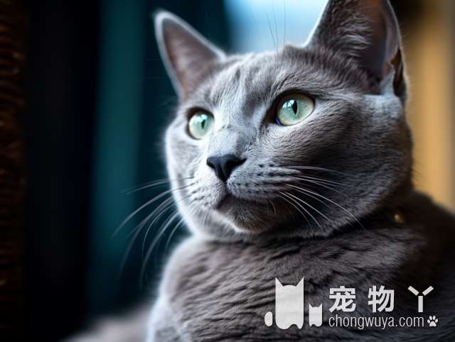 麒麟大厦猫舍提供宠物托运服务?